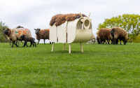 A whippet in sheeps clothing 2