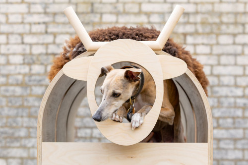 Archi and sheep 10