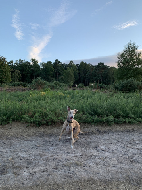Archi walking Haslemere