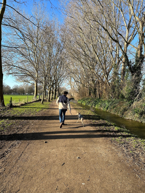 Chichester dog walking Archi