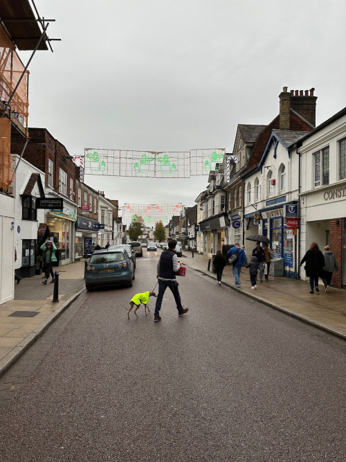 Petersfield walking Archi dog