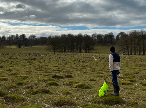 Petworth walking with Archi dog v2
